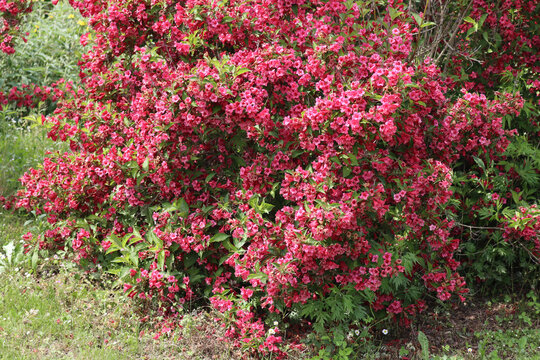 Weigelia bush in bloom with beautiful pink flowers in the garden on springtime on a sunny day