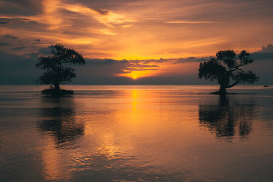 The sun shines through the mangrove-tree in Ai Lemak Beach, Sumbawa, Indonesia