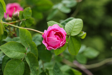 Pink tea rose flower on a green background.