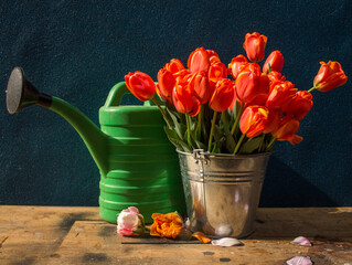 bucket of red tulips with green watering can on a wooden table on a dark background