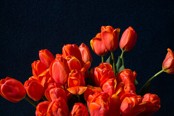 bouquet of red tulips on a dark background