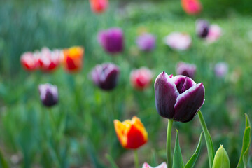 This stock image is a macro closeup of a violet, red, white fringed tulips flower