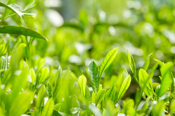 新緑の茶畑　一番茶　新茶　京都府和束町