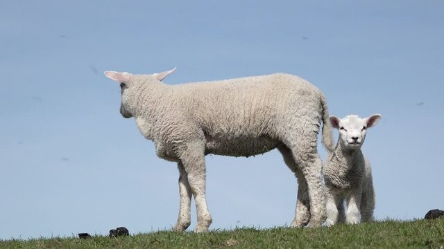 cute white  lamb and ewe on meadow in springtime