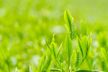 新緑の茶畑　一番茶　新茶　京都府和束町