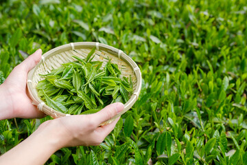 手摘みした茶葉を持つ女性の手　新茶　一番茶　春　宇治茶　京都府和束町