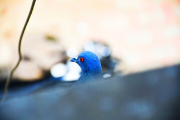 Domestic pigeons / feral pigeon (Gujarat - India) flock in flight against blue sky
Domestic pigeons / feral pigeon, Birds flying in the sky
