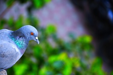 Domestic pigeons / feral pigeon (Gujarat - India) flock in flight against blue sky
Domestic pigeons / feral pigeon, Birds flying in the sky
