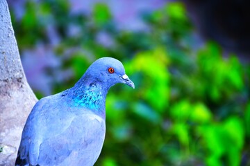 Domestic pigeons / feral pigeon (Gujarat - India) flock in flight against blue sky
Domestic pigeons / feral pigeon, Birds flying in the sky
