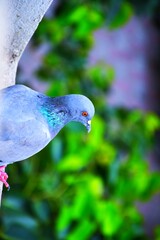 Domestic pigeons / feral pigeon (Gujarat - India) flock in flight against blue sky
Domestic pigeons / feral pigeon, Birds flying in the sky

