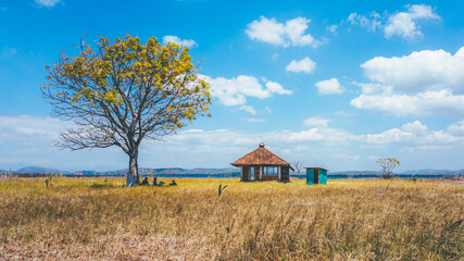 A tiny house on a grassy land perfect for isolated vacation or just a peaceful relax in the connection with nature. A lonely tree make this place just beautiful