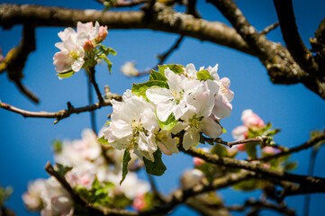 Obraz premium Baselland, Apfelblüte, Apfelbaum, Blüte, Kernobstgewächse, Rosengewächse, Obstbaum, Landwirtschaft, Frühling, Frühlingsgefühle, Schweiz