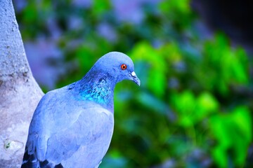 Domestic pigeons / feral pigeon (Gujarat - India) flock in flight against blue sky
Domestic pigeons / feral pigeon, Birds flying in the sky
