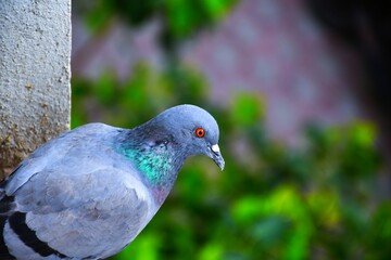 Domestic pigeons / feral pigeon (Gujarat - India) flock in flight against blue sky
Domestic pigeons / feral pigeon, Birds flying in the sky

