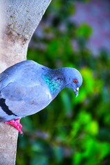 Domestic pigeons / feral pigeon (Gujarat - India) flock in flight against blue sky
Domestic pigeons / feral pigeon, Birds flying in the sky
