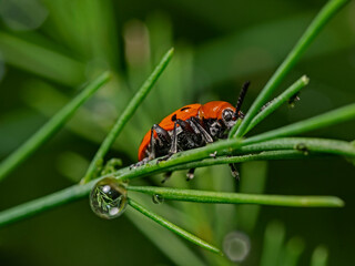 Red lily beetle, Lilienhähnchen (Lilioceris lilii)
