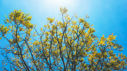 Fototapeta premium Beautiful tree with blue sky view as background