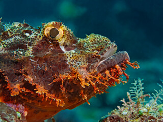 Tasseled Scorpionfish, Fransen Drachenkopf (Scorpaenopsis oxycephala)