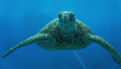 Beautiful Green Sea Turtle in Hawaii Swims Gracefully 
