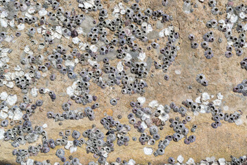 Barnacles on the concrete surface near the beach.