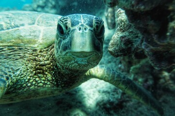 Beautiful Green Sea Turtle in Hawaii on the Coral 
