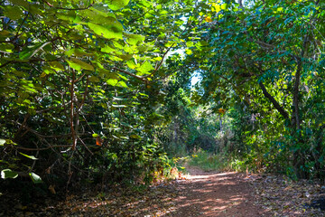 Dirt path in the forest