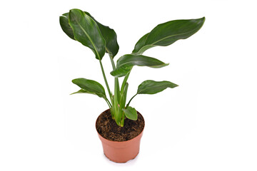 Exotic 'Strelitzia Reginae