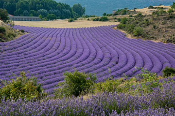 Fototapeta na wymiar Field of lavender flowers, harvesting .