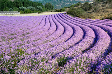 Field of lavender flowers, harvesting .
