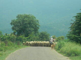 Obraz premium shepherd