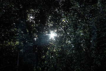Backlighting through the trees in the summer_02