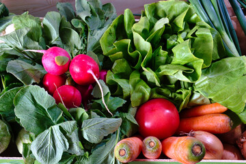 Generous gifts of spring nature - basket full of fresh radish, salad, carrot, zucchini, tomato and onion from the farm in Serbia