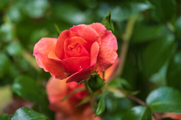 Nahaufnahme einer blühenden Rose