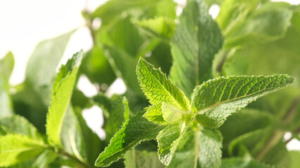 mint. Fresh mint leaf rotating white background close up © Евгений Логвиненко
