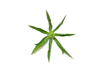 Close up Culantro flower with green leaves on white background.