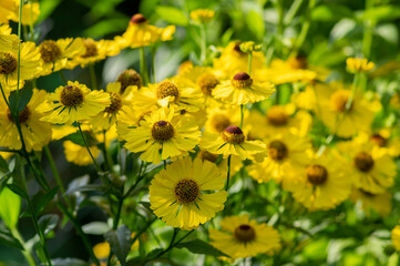 Helenium autumnale common sneezeweed in bloom, bunch of yellow brown flowering flowers