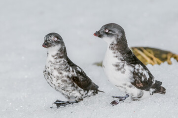 Конюга-крошка (Aethia pusilla) Least Auklet