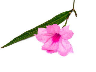 Close up Pink flowers of Waterkanon plant.