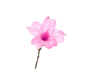 Close up Pink flowers of Waterkanon plant.