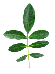 Fototapeta na wymiar Close up of Brazilian Pepper-tree