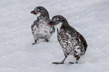 Конюга-крошка (Aethia pusilla) Least Auklet