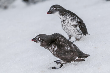 Конюга-крошка (Aethia pusilla) Least Auklet