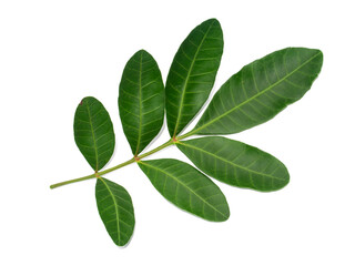 Close up of Brazilian Pepper-tree