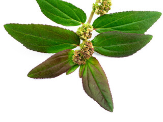 Close up of Garden Spurge leaves