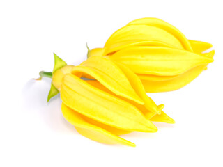 fragrant flowers of climbing on white background.