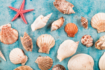 Flat lay of mollusks or shellfish decorated on blue wooden surface. Marine underwater concept textured for summer season.