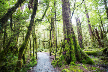 Obraz premium New Zealand forest