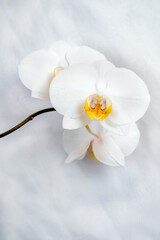 Naklejka na ściany i meble The branch of white orchids on white fabric background