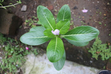 water drops on a leaf