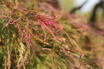 Ahorn rot - Zierahorn